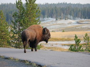 Yellowstone National Park