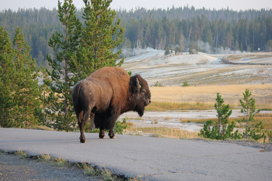 Yellowstone National Park