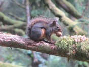 Siuslaw National Forrest