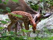 Shenandoah National Park