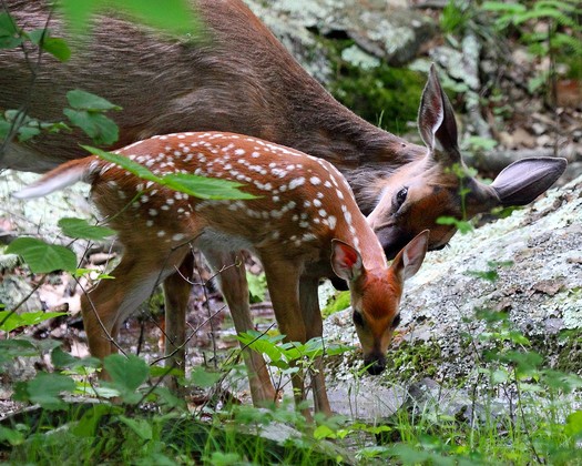 Shenandoah National Park