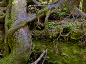 Olympic Nationasl Park