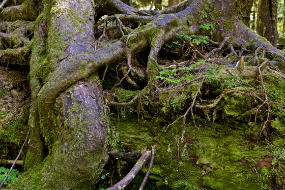 Olympic Nationasl Park