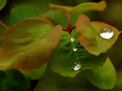 Glacier National Park