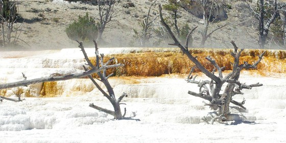 Yellowstone National Park