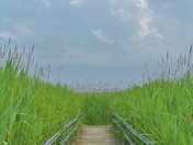 Back Bay National Wildlife Reseve