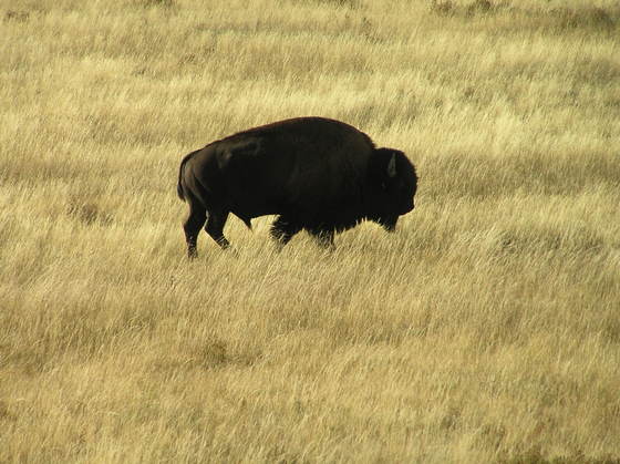 Yellowstone National Park