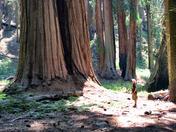 Sequoia National Park