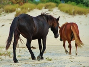 Currituck National Wildlife Reseve