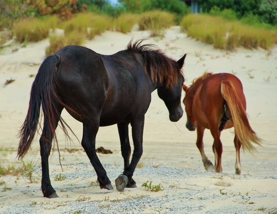 Currituck National Wildlife Reseve