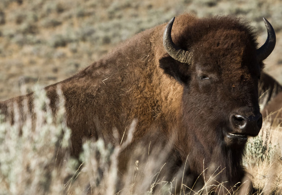 Yellowstone National Park