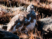 Rocky Mountain National Park