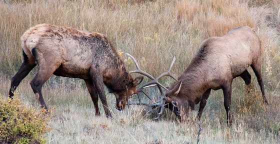 Rocky Mountain National Park