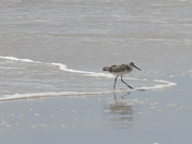 Cape Lookout National Seashore