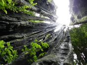 Redwood National Park