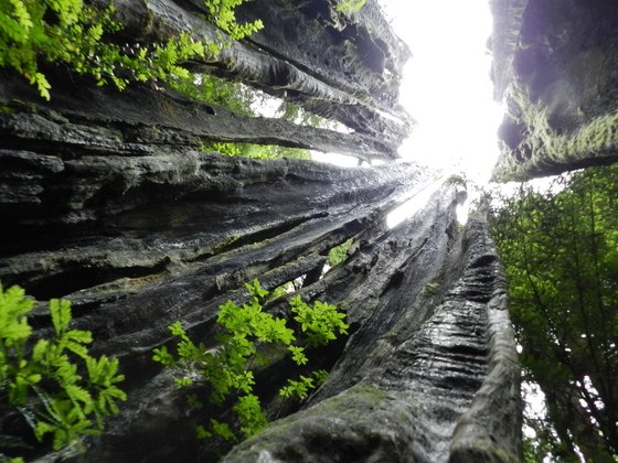 Redwood National Park
