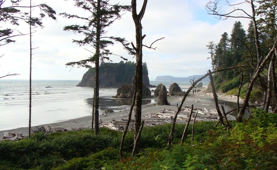 Olympic  National Park/ Ruby Beach