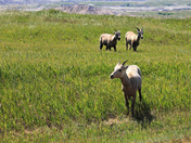 Badlands National Park