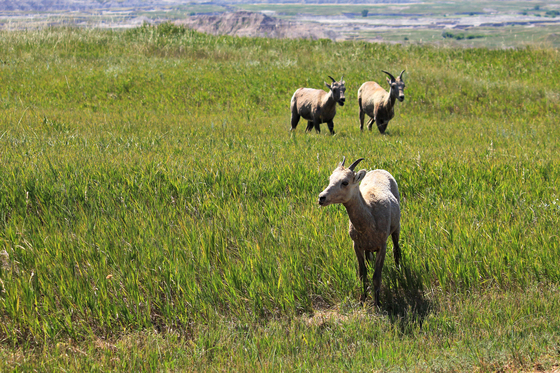 Badlands National Park