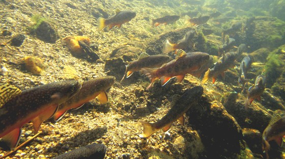 Lake Tahoe Basin Management Unit