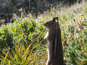 Mount Rainier National Park