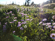 Mount Rainier National Park