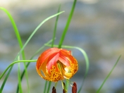 Whiskeytown-Shasta-Trinity National Recreation Area