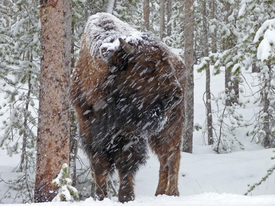 Yellowstone National park