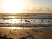 San Padre National Seashore