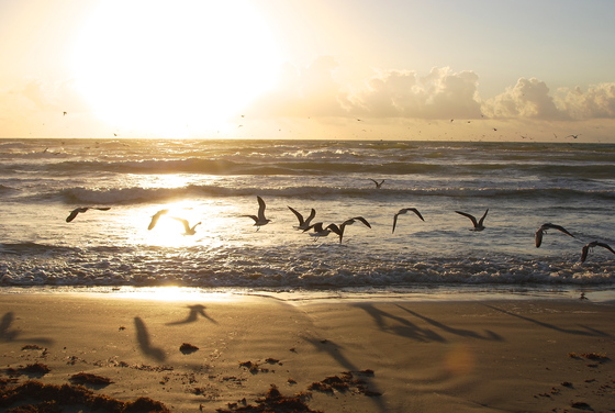 San Padre National Seashore