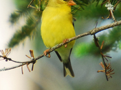 Canaan Valley National Wildlife Refuge