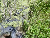 merritt Island wildlife refuge