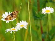 Canaan Valley National Wildlife Refuge