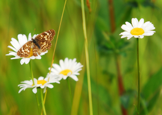 Canaan Valley National Wildlife Refuge