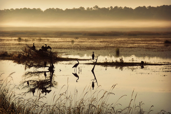 Lake Mattamuskeet National Wildlife Refuge