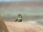 Petrified Forest National Park