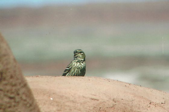 Petrified Forest National Park