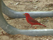 Montexuma Castle National Monument