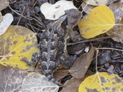 Kaibab National Park