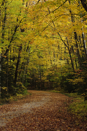 Hiawatha National Forest