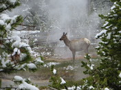 Yellowstone National Park