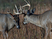 Great Smokey Mountains