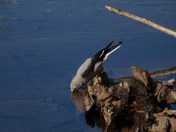 Lassen Volcanic National Park