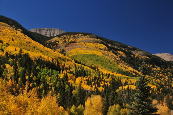 Dixie National Forest/Utah