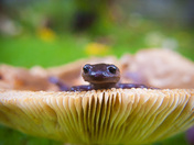 Siuslaw National Forest