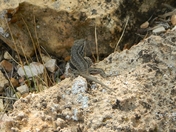 South Rim of the Grand Canyon