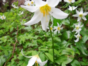 Mt Rainier / Mowich Lake, Spray Falls Trail