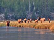 Yellowstone National Park