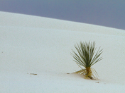 White Sands National Monument