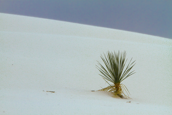 White Sands National Monument